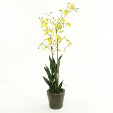 30" ONCIDIUM POTTED M25