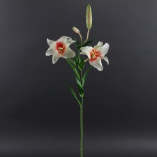TIGER LILY W/2 BUDS A6 B14
