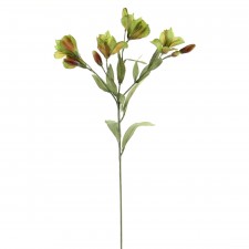 ALSTROEMERIA A25 B4