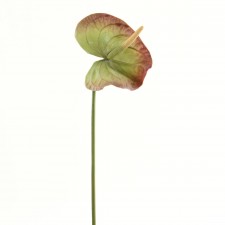 26.5" ANTHURIUM MED