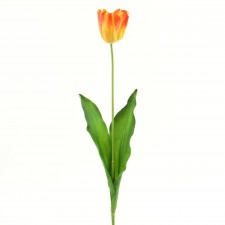 DUTCH TULIP FLAME A25