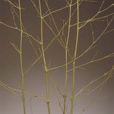 BAMBOO SPRAY BASIL 5/BUN