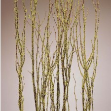 BIRCH BRANCH MOSSCOAT 5PC/BUN