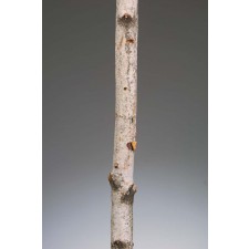 5-5 1/2' RIVER BIRCH POLE NAT