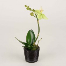 10" PHALAENOPSIS PLANT POTTED