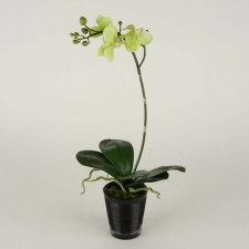 19" PHALAENOPSIS PLANT POTTED