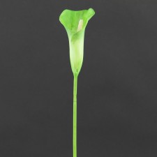21"MINI CALLA LILY SPR A4