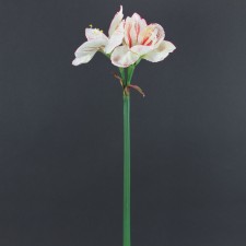 26" AMARYLIS SPRAY WHITE/RED