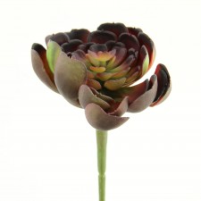 4"ECHEVERIA PICK BURG/GRN