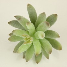 4"X4" AGAVE PICK GR/FK