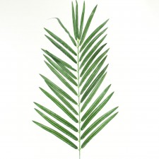 44" ARECA PALM BRANCH