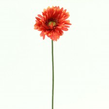22"GERBERA DAISY SPRY A4