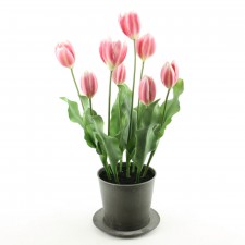 24"TULIP X8 POTTED A4