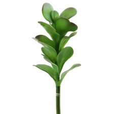 8.5" KALANCHOE PICK GREEN