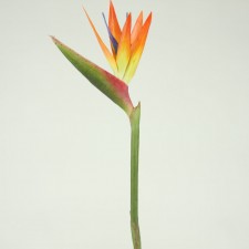 31"LG BIRD OF PARADISE SPRAY