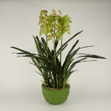 40" CYMBIDIUM IN WRAP BOWL