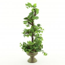 20"FICUS PRIM.SPIRAL TOPIARY
