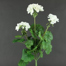 19" GERANIUM BUSHX5 WHITE