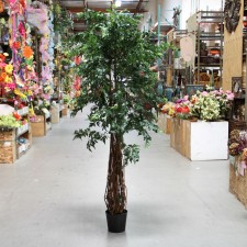 7' MT MING ARALIA GREEN