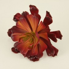 4" AEONIUM PICK RED/BURGUNDY