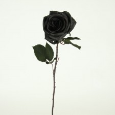 21.5"BLACK MAGIC ROSE SPRAY