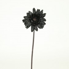 21"BK MAGIC GER.DAISY SPRAY