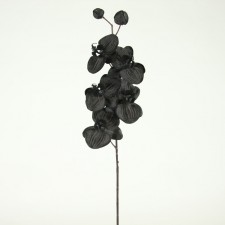 29"BK MAGIC PHALAEN.SPRAY