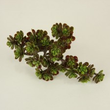 5"SEDUM PICK 30L GREEN/BURGUND