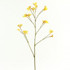 31" KANGAROO PAW SPRAY