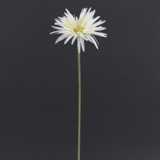 19"SPIDER GER DAISY SPRY B5