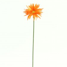 19"SPI GER DAISY SP X1 ORG B5