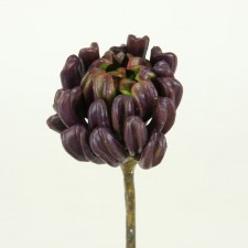 6" AEONIUM GREEN/BURGUNDY