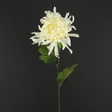 25" SPIDER MUM SPRAY CREAM