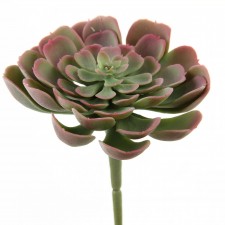 4"ECHEVERIA PICK PURP/GRN
