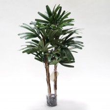 3' RHAPIS TREE X3 TT.GREEN