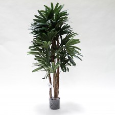 4' RHAPIS TREE X4 TT.GREEN
