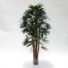 5' RHAPIS TREE X5 TT.GREEN