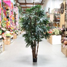 7' RHAPIS TREE X6 TT.GREEN