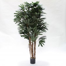 6' RHAPIS TREE X6