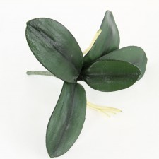10.5" MD PHALAENOPSIS LEAF