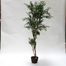 6' SMILAX TREE IN BASKET GREEN