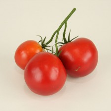 5" TOMATO X3 RED