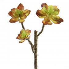 13" ECHEVERIA PICK X3