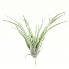 9" TILLANDSIA GREEN