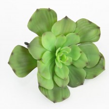 7.5" ECHEVERIA PICK FRST.GRN