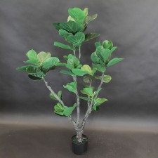 4'FIDDLE LF.FIG TREE