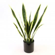 26"SANSEVERIA POTTED