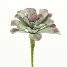 7"SMALL AEONIUM PICK GRN/MAUVE