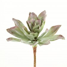 7" ECHEVERIA PICK GRN/MAUVE