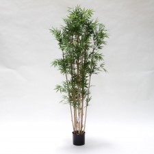 5' JAP. BAMBOO TREE X12